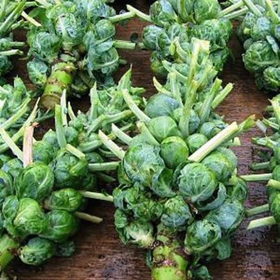 Catskill brussel sprouts