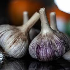 Russian red garlic