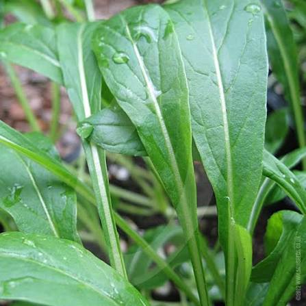 Mibuna Chinese Cabbage