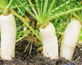 Giant daikon radish