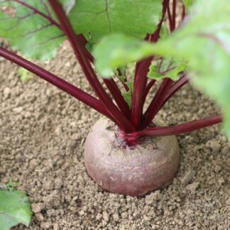 Boltardy beet