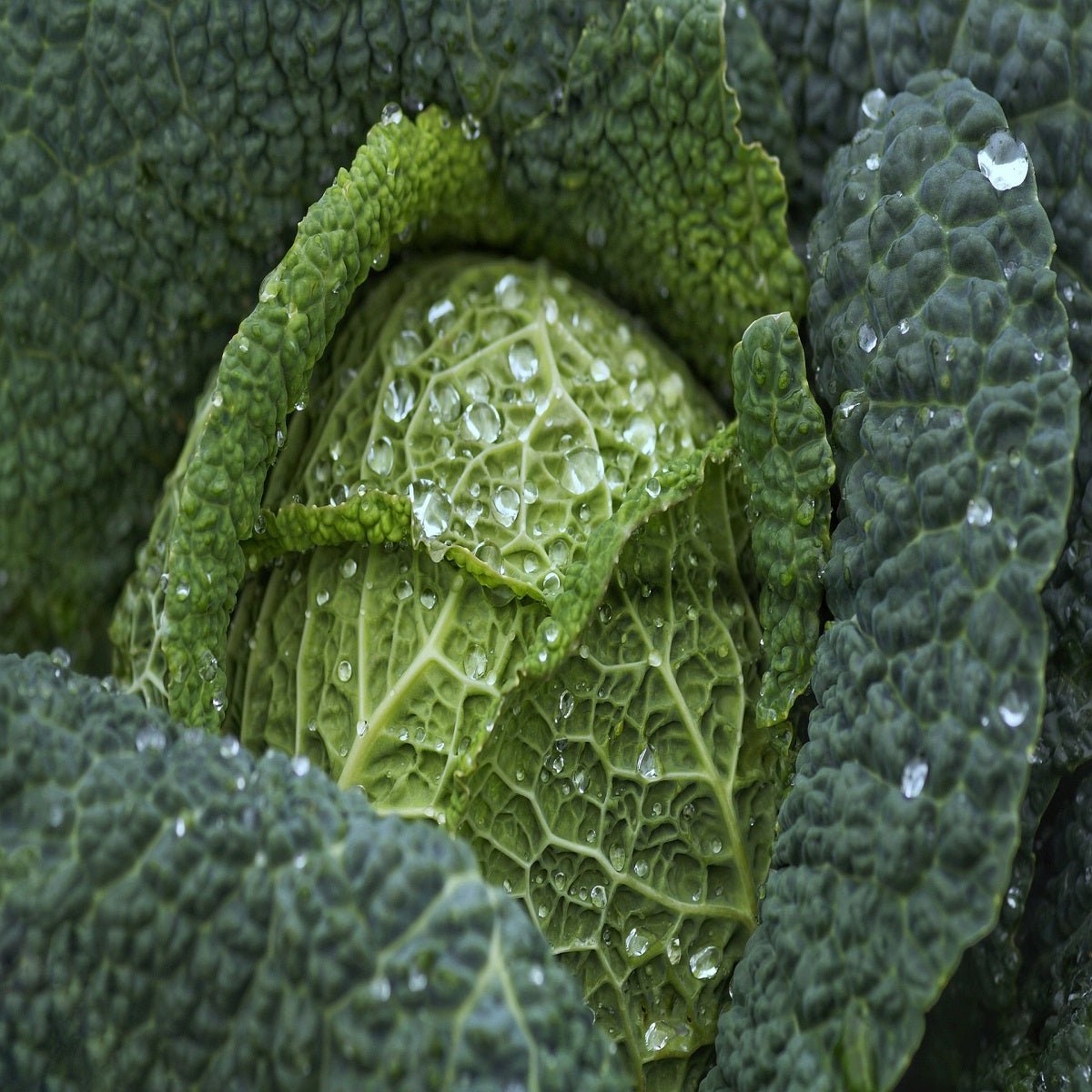 Drumhead Savoy Cabbage