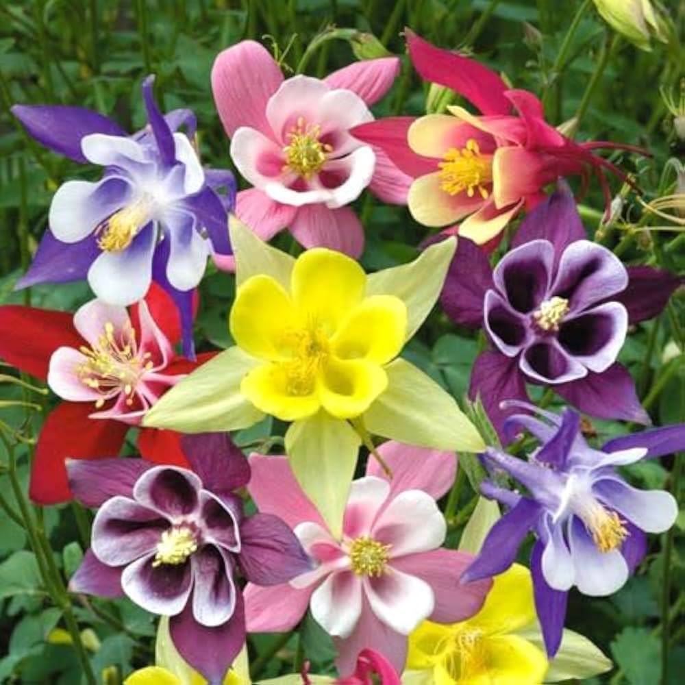 Dwarf columbine mix