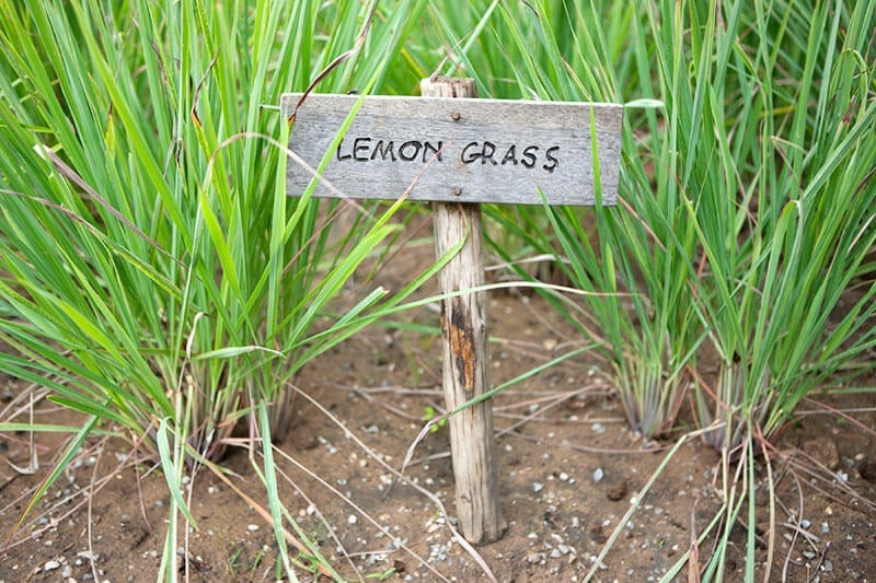 Lemon grass cuttings