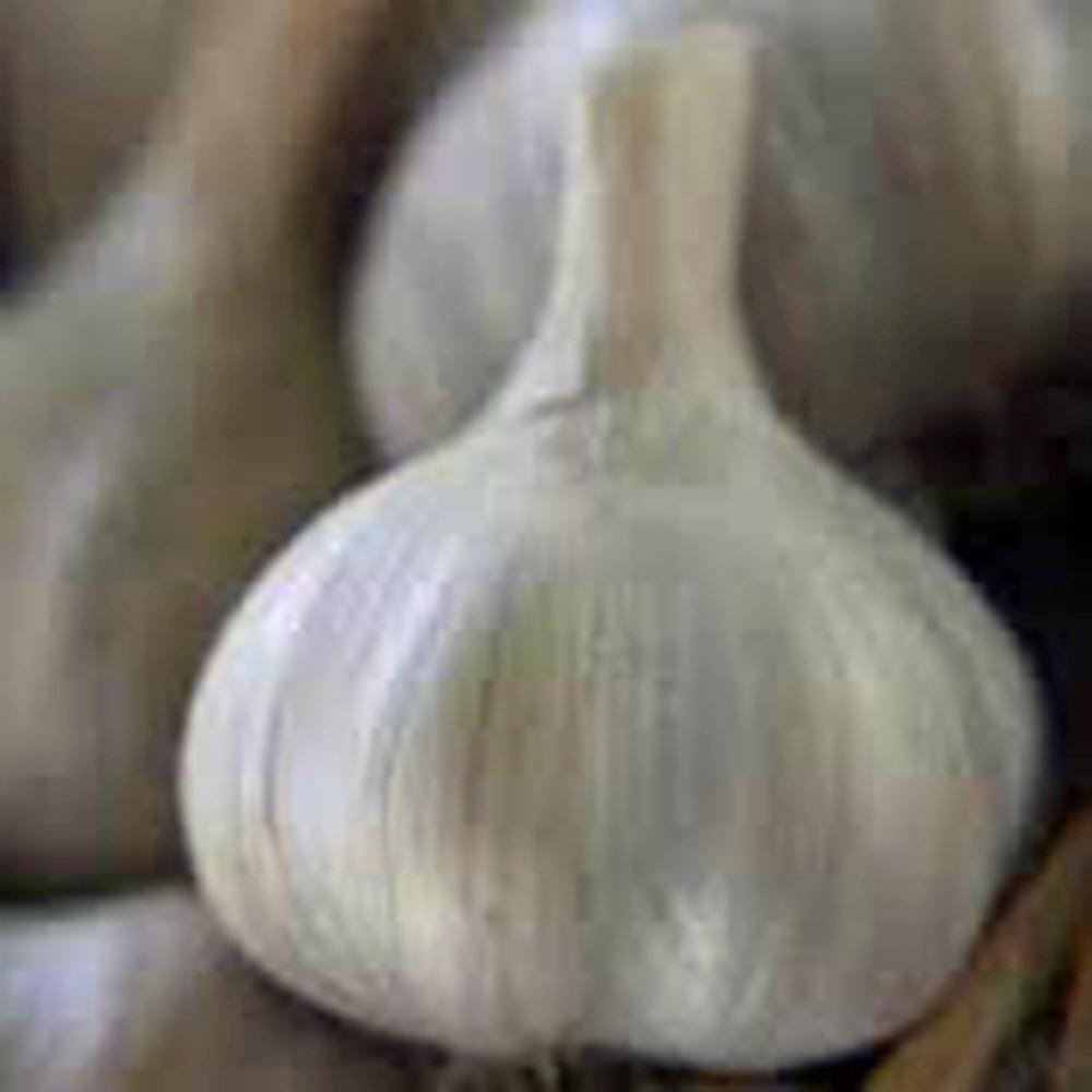 California giant garlic