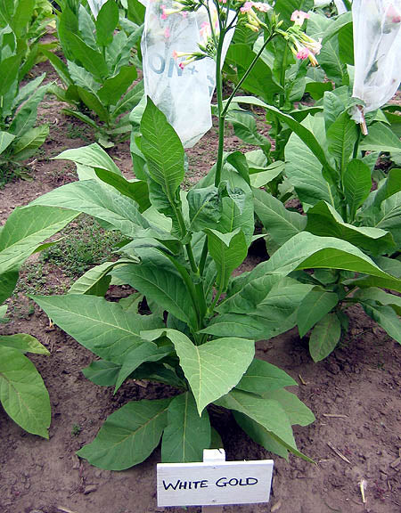 White Gold Tobacco