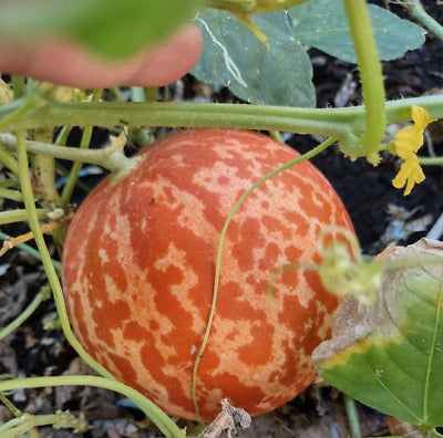 Farm Hand Seeds Tiger Melon