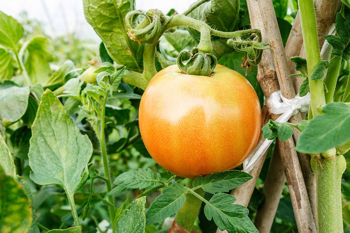 Goldie giant tomato