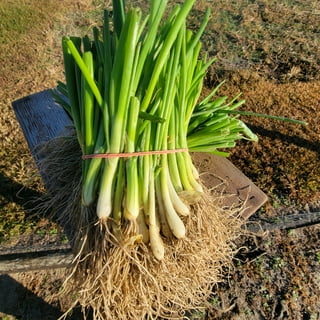 Day neutral onion plants