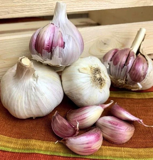 German red garlic