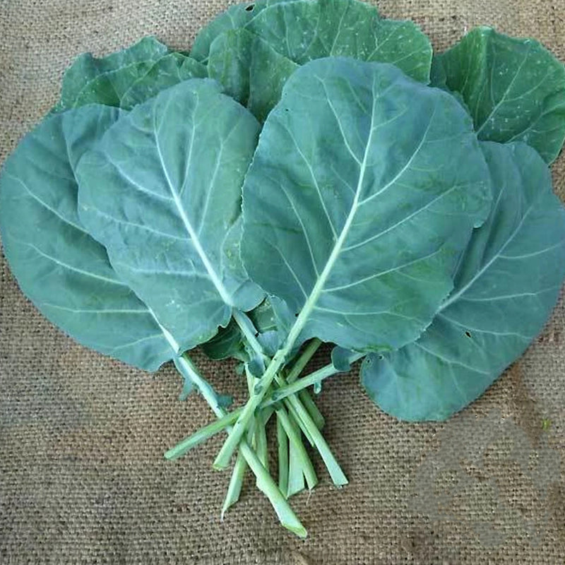 Champion collards