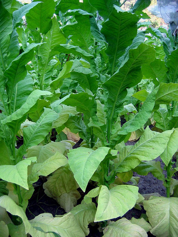 Virginia 116 Tobacco