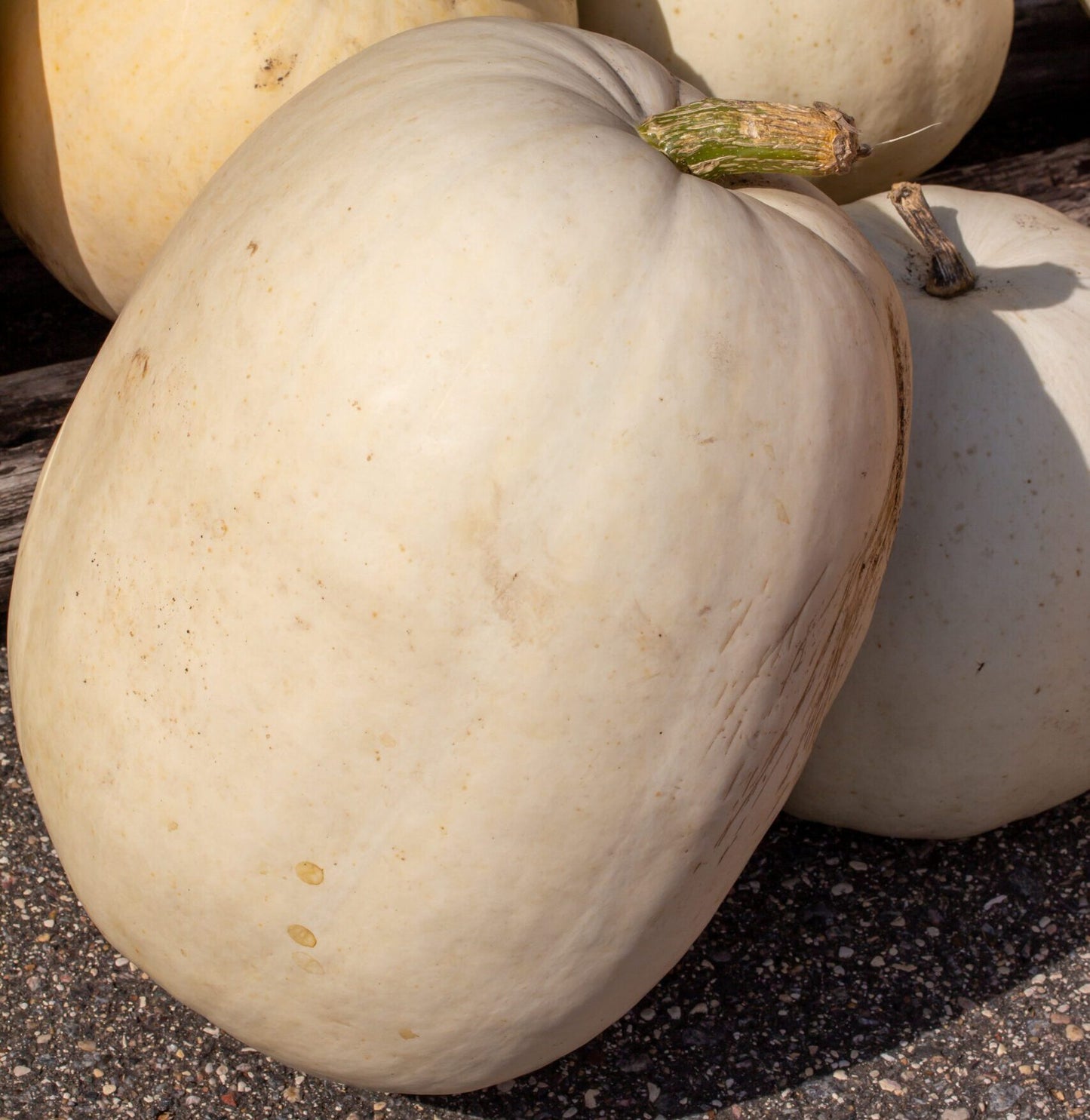 Super moon giant pumpkin