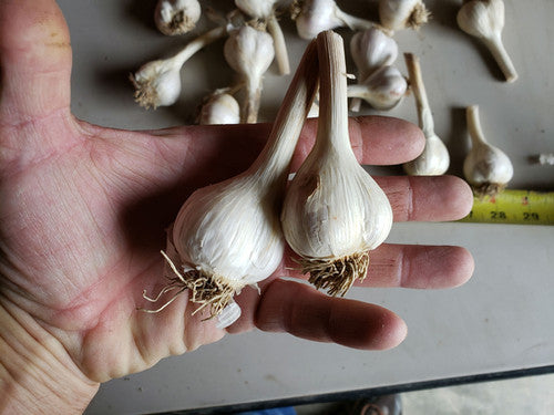 Music hardneck garlic