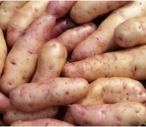 Rose rose Finn apple