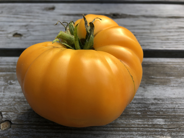 Amana orange tomato