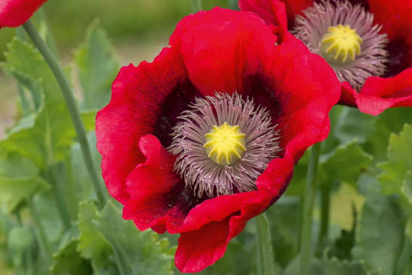 Cory's Poppy