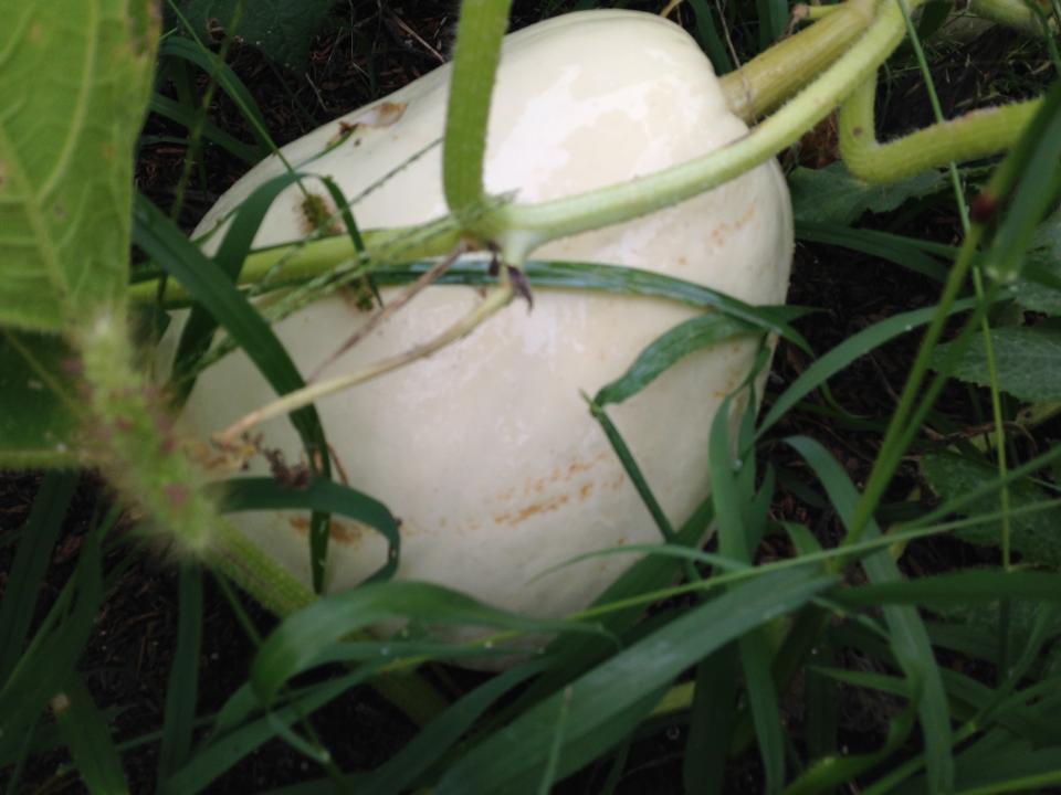 Super moon giant pumpkin