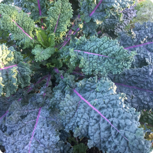Blue dazzling kale