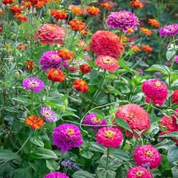 Under the sea zinnia mix