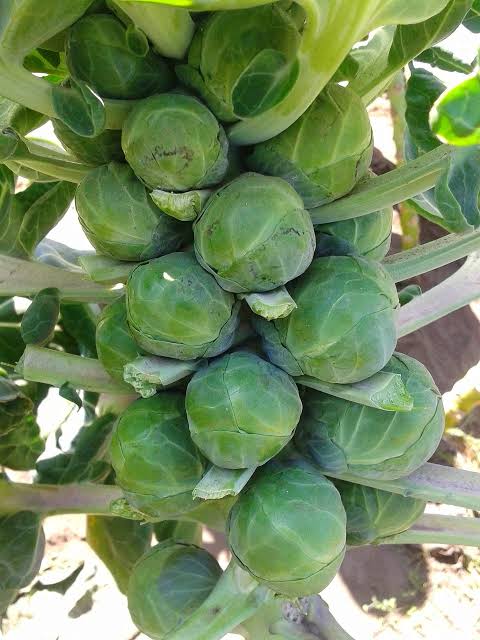 Long Island Improved Brussel Sprouts