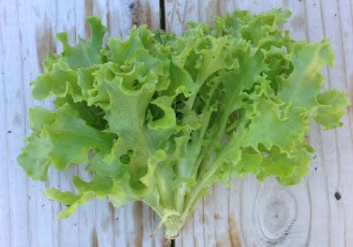 Tango lettuce
