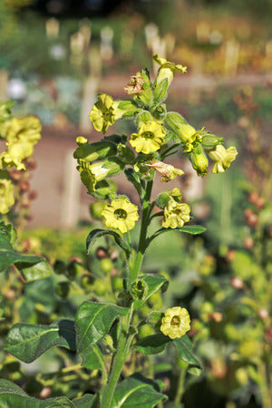 Farm.hand.seeds Pink Plume Celery 