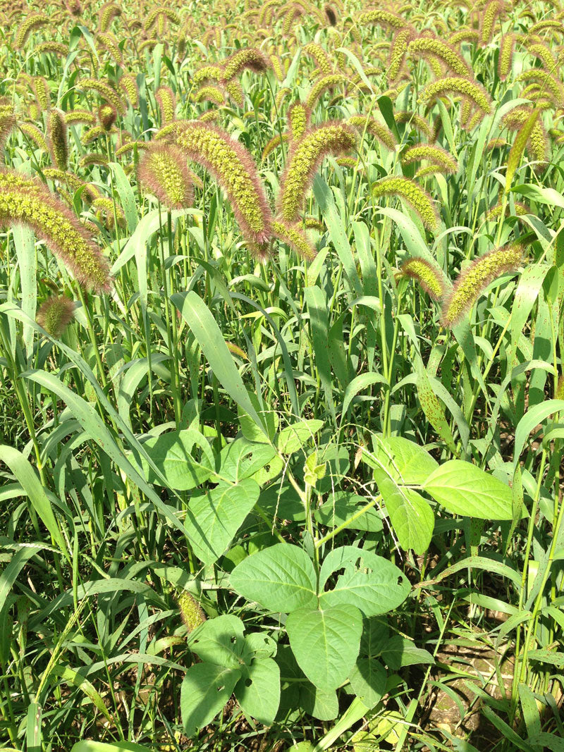 German foxtail mullet