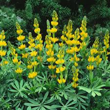 Golden lupine