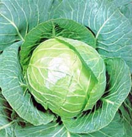 Golden Acre Cabbage