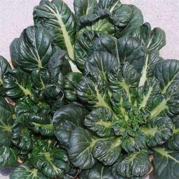 Tatsoi Chinese Cabbage