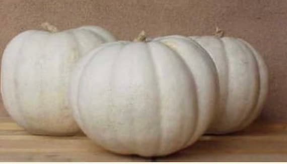 Super moon giant pumpkin