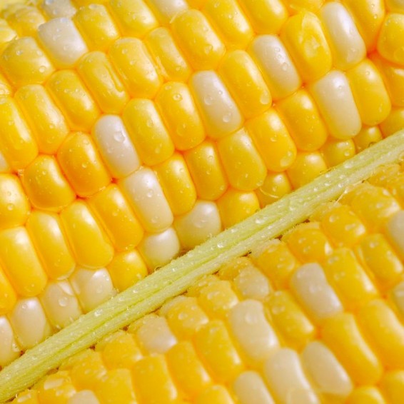 Serendipity bi color sweet corn