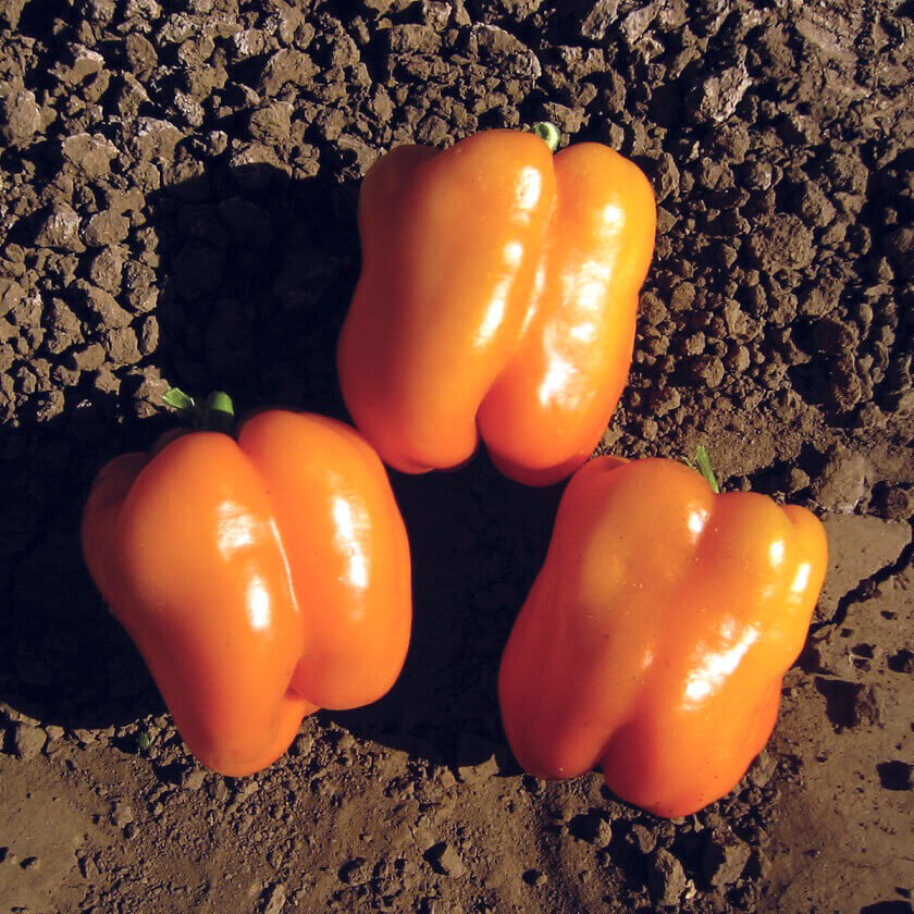 Orange king bell pepper
