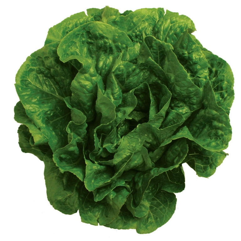 Dark green romaine