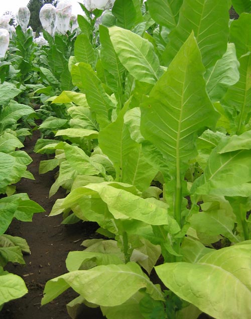 Helena Tobacco