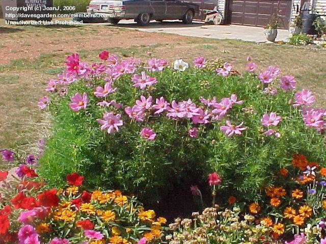 Dwarf cosmos mix