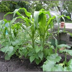 Wampum ornamental corn