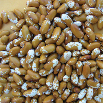 Jacob's cow bean gold