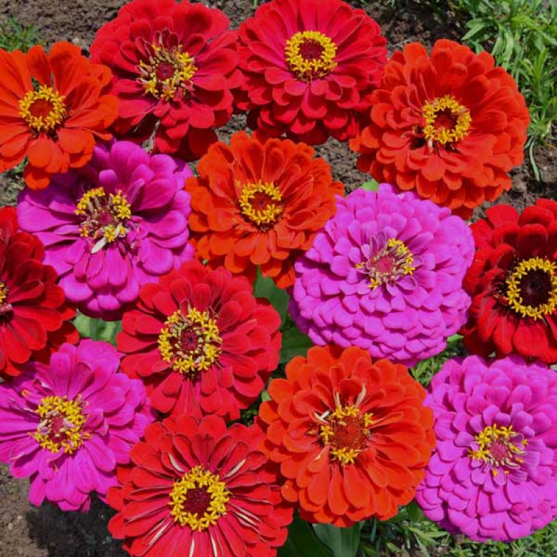 Under the sea zinnia mix