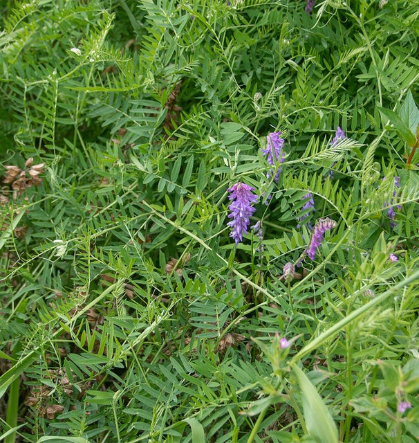 Hairy vetch