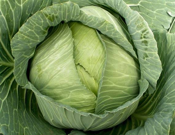 Flat Dutch Cabbage