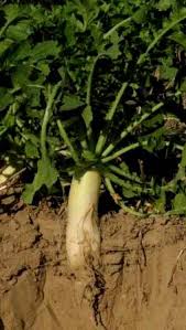 Giant daikon radish