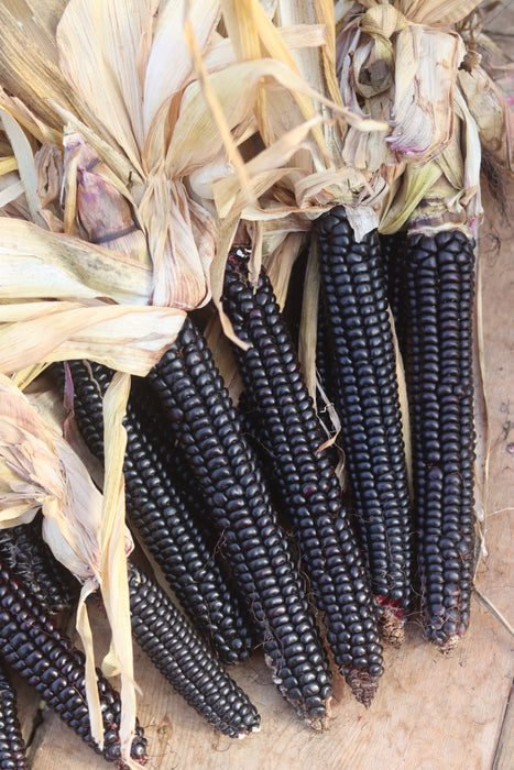 Montana moredo corn