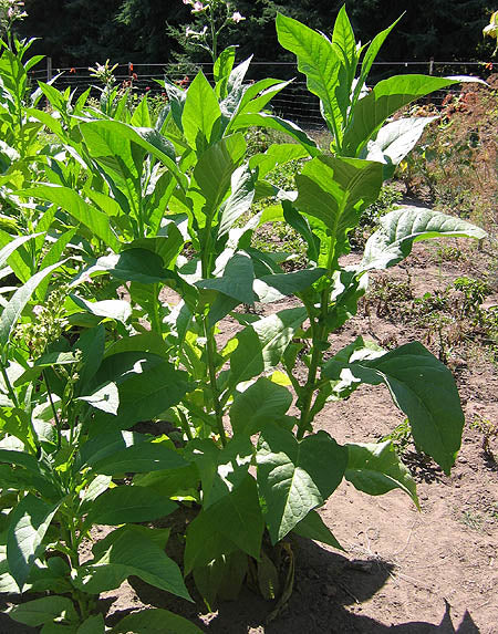 Virginia Brightleaf Tobacco