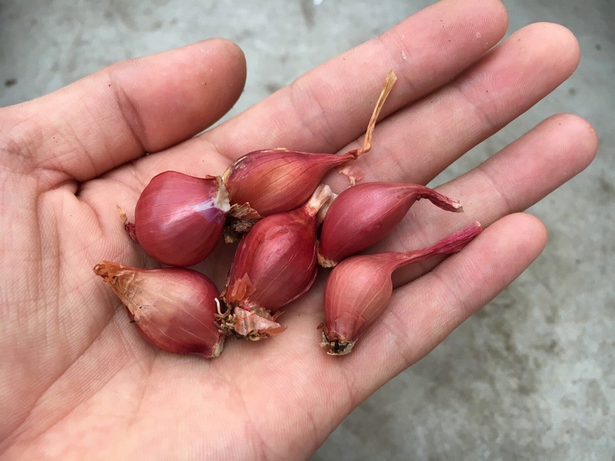 French red shallots