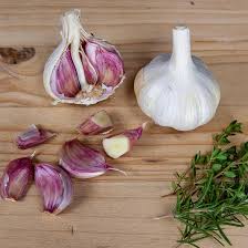 German red garlic