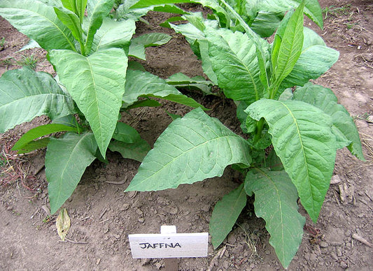 Jaffna Tobacco