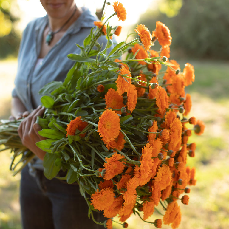 Balls orange calendula