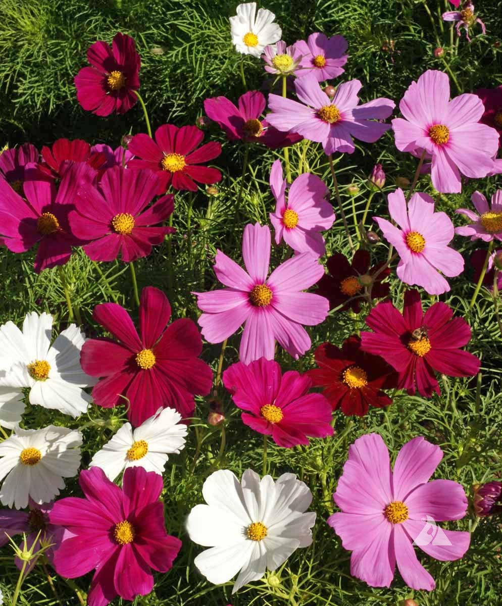 Dwarf cosmos mix